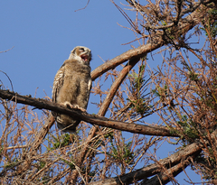 Bubo virginianus