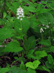 Tiarella austrina