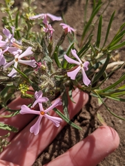 Phlox stansburyi
