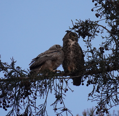Bubo virginianus