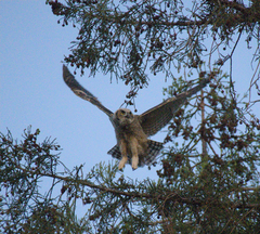 Bubo virginianus