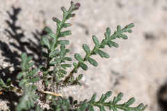 Phacelia glandulifera