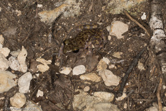 Eleutherodactylus marnockii