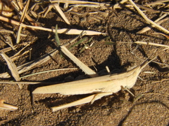 Allotruxalis gracilis