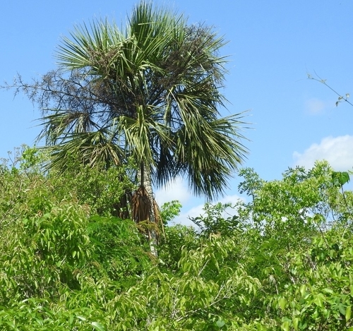 Image of Sabal yapa by (c) Sebastián de Jesús Herrera Buenfil, some rights reserved (CC BY)