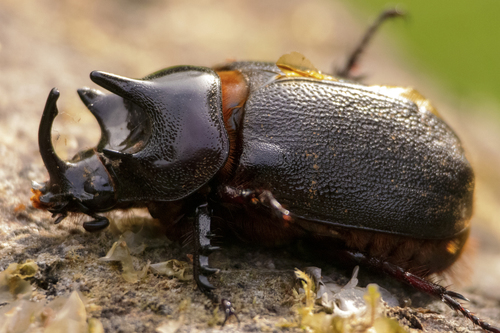 Heterogomphus mniszechi
