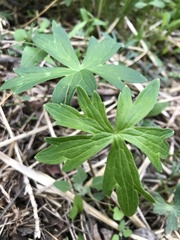 Delphinium exaltatum