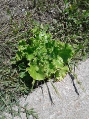 Lactuca sativa longifolia