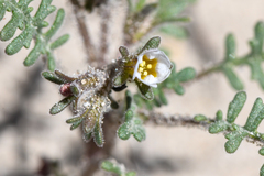 Phacelia glandulifera