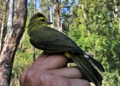 Vireo hypochryseus