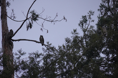 Bubo virginianus