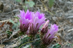 Echinocereus berlandieri