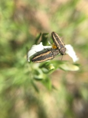 Anambodera gemina
