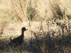 Nothoprocta cinerascens