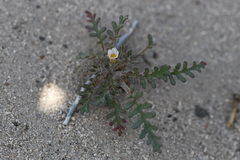 Phacelia glandulifera