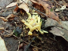 Clavaria amoenoides