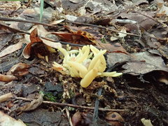 Clavaria amoenoides