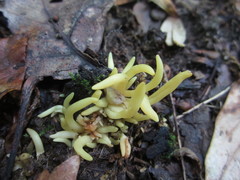 Clavaria amoenoides