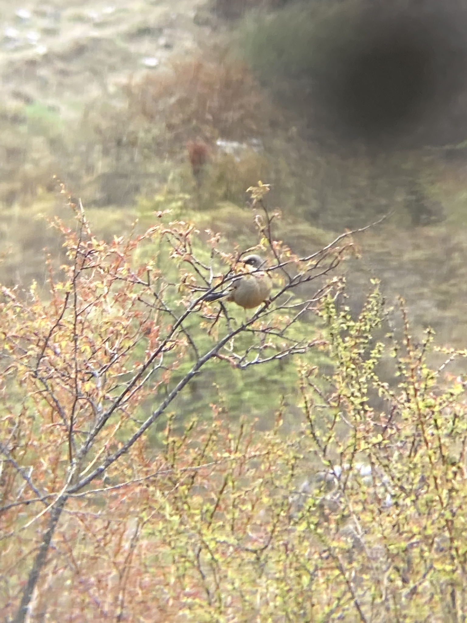 Variegated Laughingthrush
