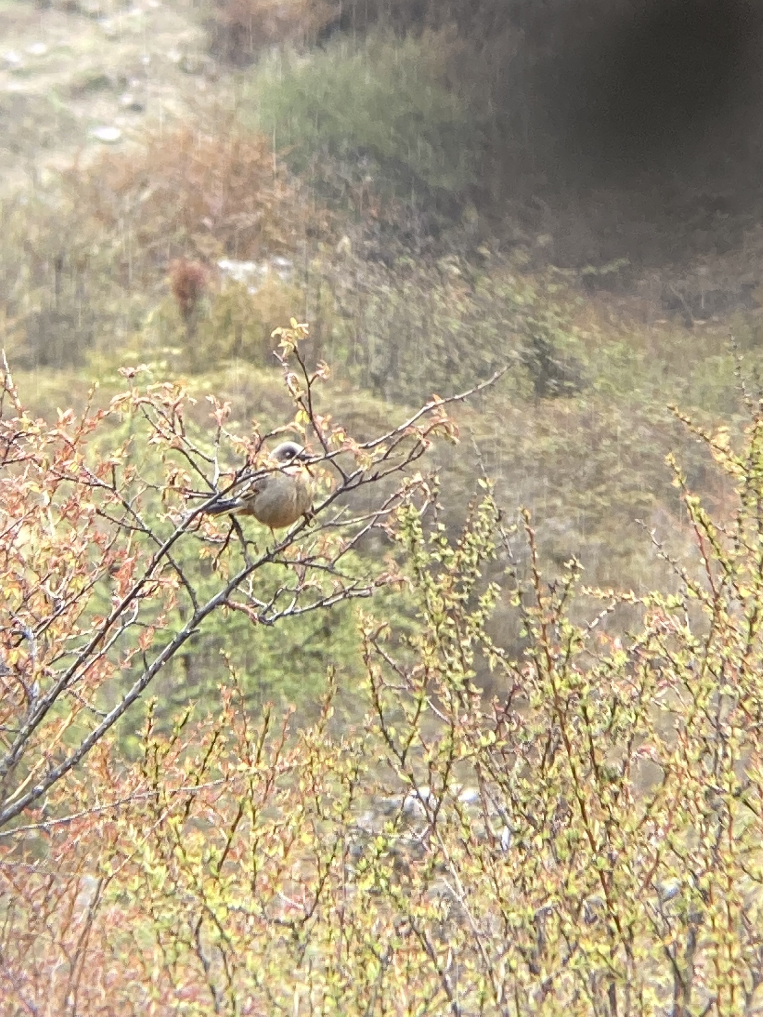 Variegated Laughingthrush