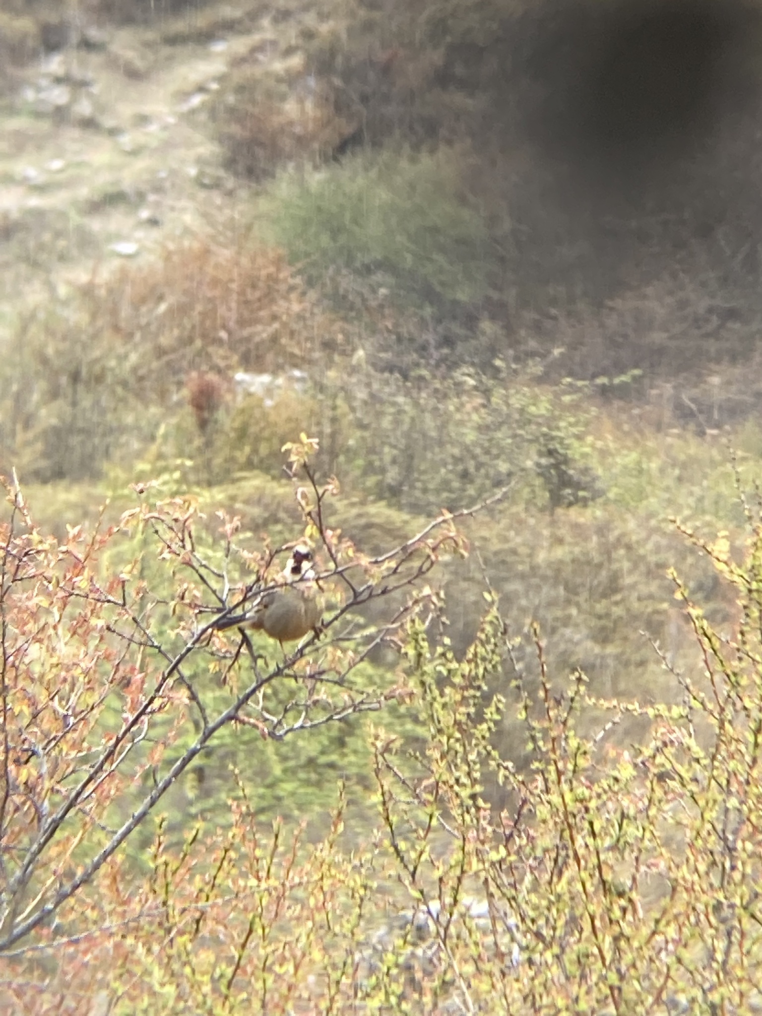 Variegated Laughingthrush