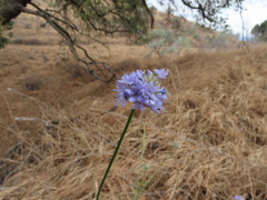 Gilia capitata staminea