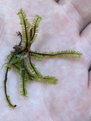 Macrodiplophyllum rubrum