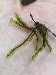 Macrodiplophyllum rubrum