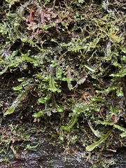 Macrodiplophyllum rubrum