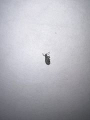 Thricolepis inornata