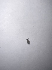 Thricolepis inornata