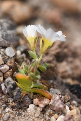 Linanthus inyoensis