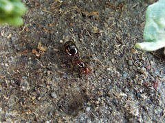 Solenopsis geminata