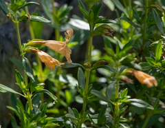 Diplacus grandiflorus