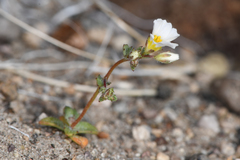 Linanthus inyoensis