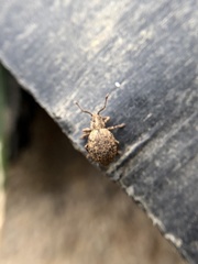 Myosides seriehispidus