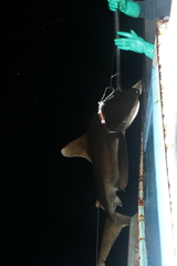 Carcharhinus longimanus