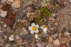Linanthus inyoensis