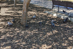 Columba livia domestica