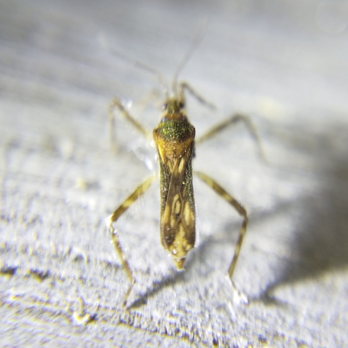 Steinovelia virgata