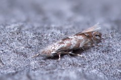 Phyllonorycter nipigon