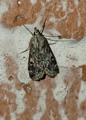 Loxostege allectalis