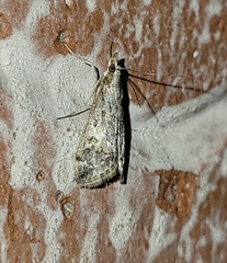 Loxostege allectalis