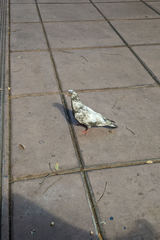 Columba livia domestica