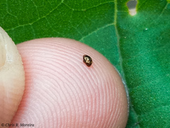 Scymnobius galapagoensis