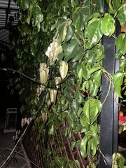 Strongylodon macrobotrys