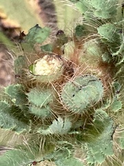 Meconopsis napaulensis, photograph author not stated, no rights reserved