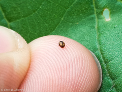 Scymnobius galapagoensis