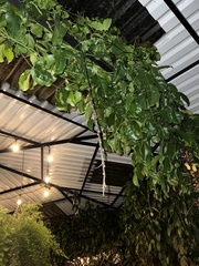 Strongylodon macrobotrys