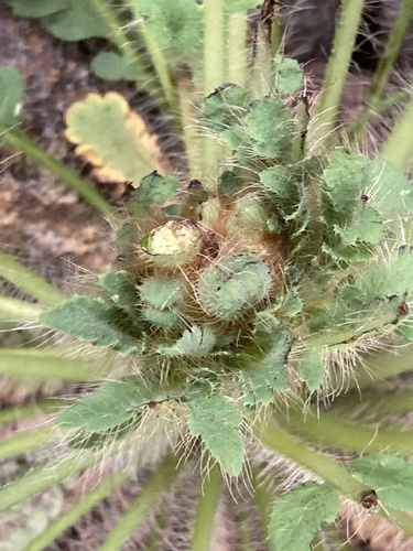 Meconopsis napaulensis, photograph 2